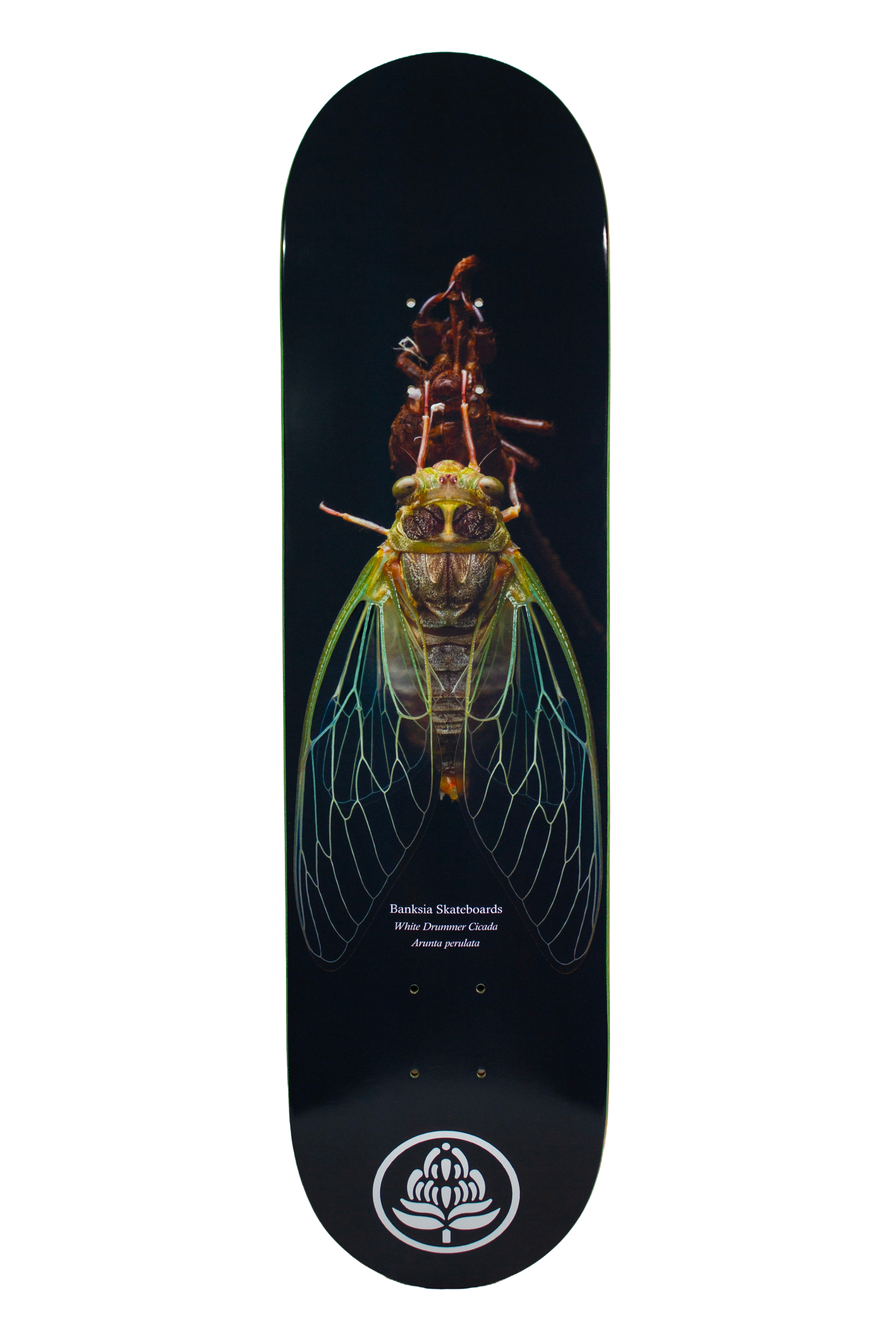 White Drummer Cicada Deck