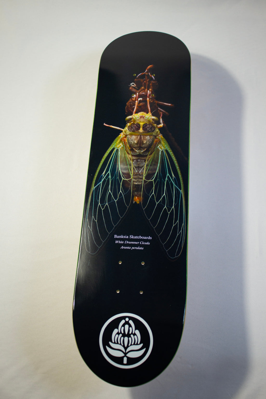 White Drummer Cicada Deck