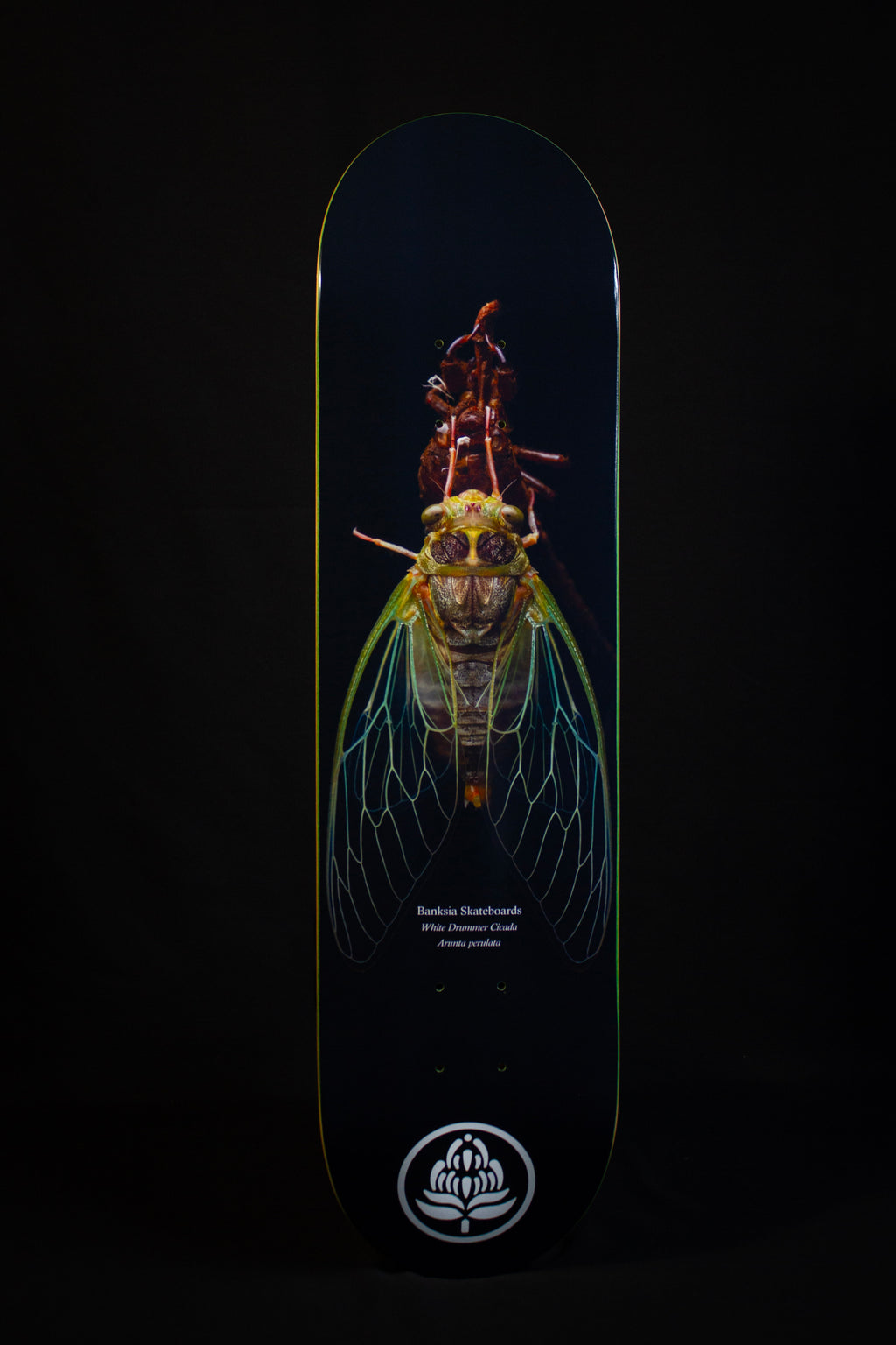 White Drummer Cicada Deck