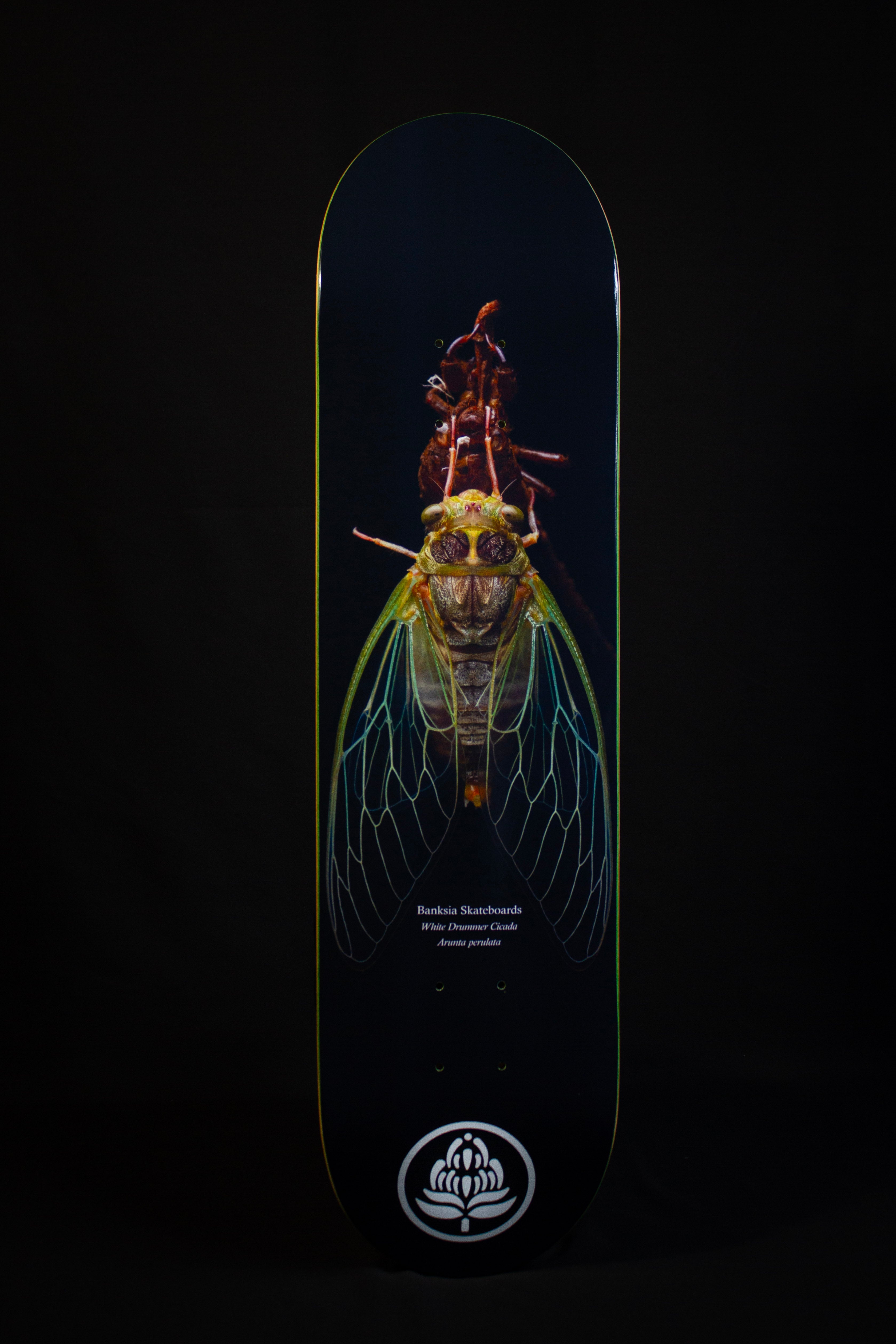 White Drummer Cicada Deck