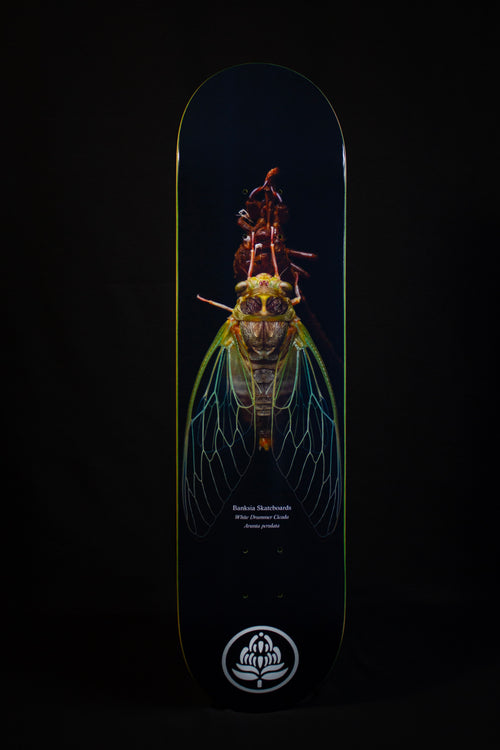 White Drummer Cicada Deck