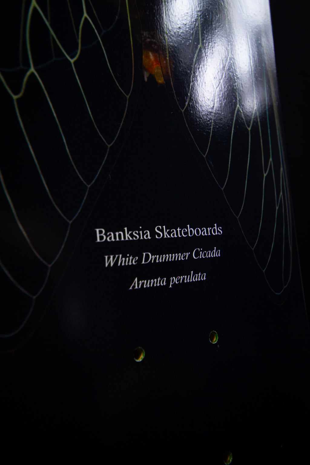 White Drummer Cicada Deck