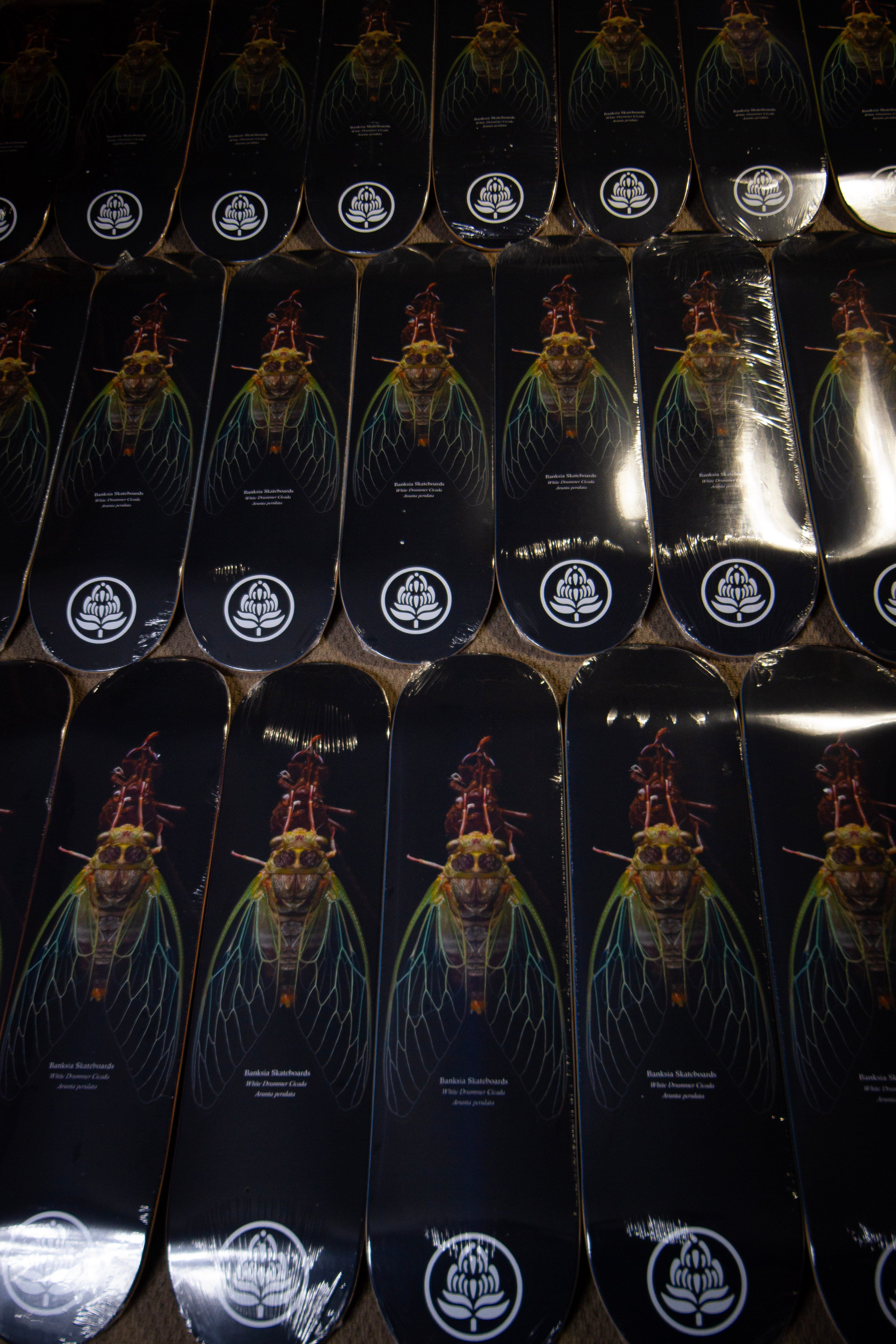 White Drummer Cicada Deck